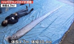 地震前兆？日本现4.7米深海巨鱼 (组图)