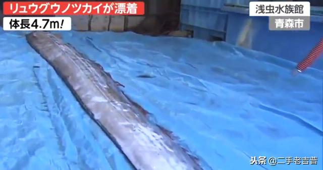 地震前兆?日本现近5米长深海巨鱼