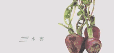 日本人真是会玩!仅用一招就把13亿吨烂蔬果变成了宝贝