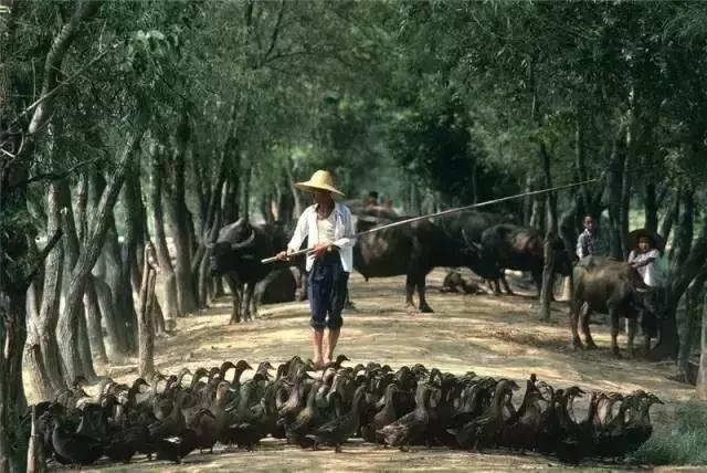 日本摄影师用20万张底片,记录了80年代中国最有情味的瞬间