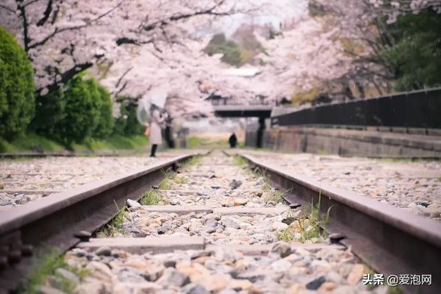 今年1月到5月 来日本看樱花全线攻略!