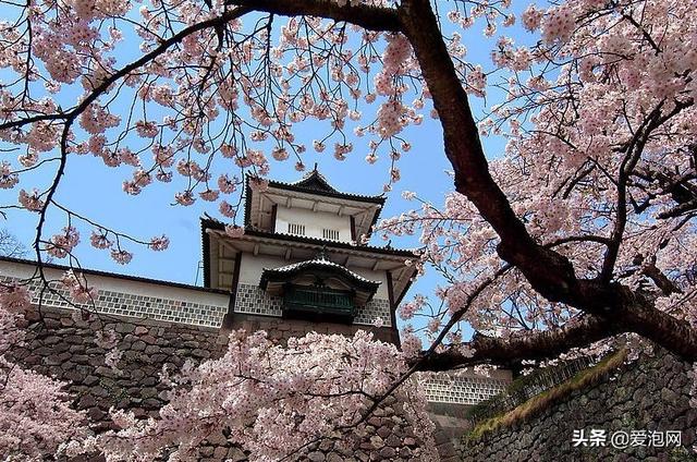 今年1月到5月 来日本看樱花全线攻略!