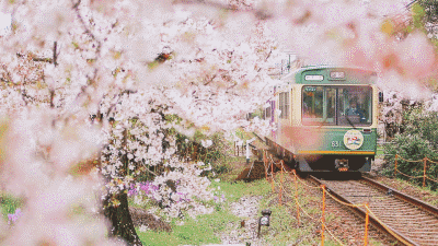 今年1月到5月 来日本看樱花全线攻略!