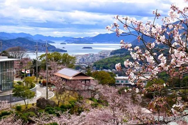 今年1月到5月 来日本看樱花全线攻略!