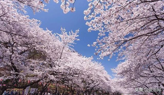 今年1月到5月 来日本看樱花全线攻略!