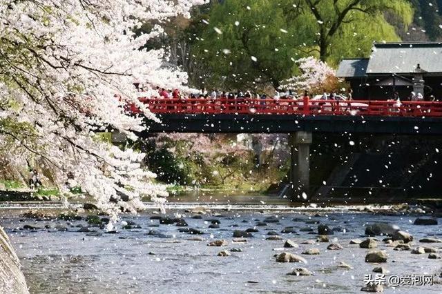 今年1月到5月 来日本看樱花全线攻略!