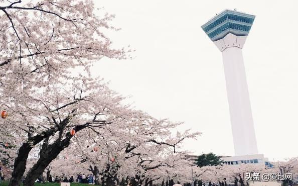 今年1月到5月 来日本看樱花全线攻略!