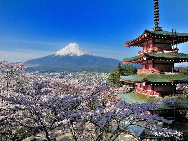 今年1月到5月 来日本看樱花全线攻略!