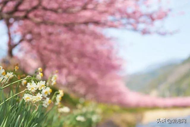 今年1月到5月 来日本看樱花全线攻略!
