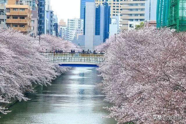 今年1月到5月 来日本看樱花全线攻略!