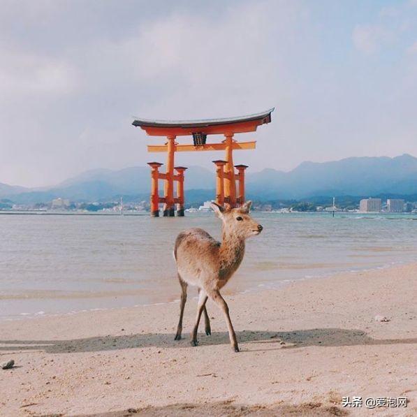 今年1月到5月 来日本看樱花全线攻略!