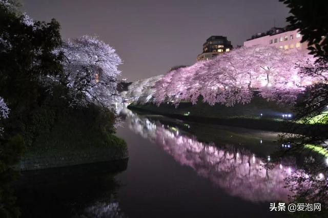 今年1月到5月 来日本看樱花全线攻略!