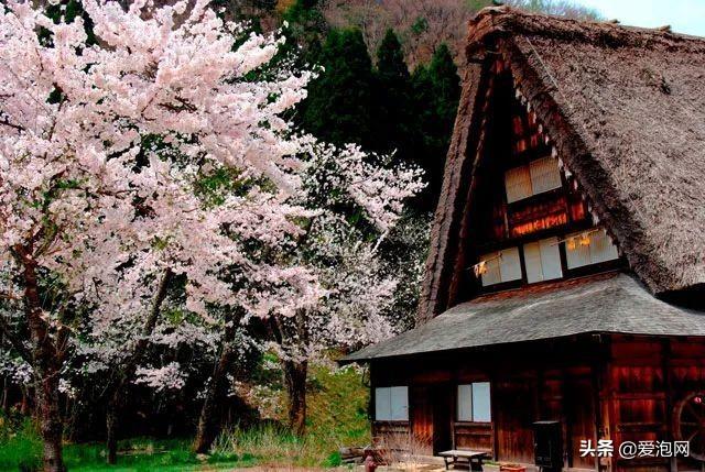 今年1月到5月 来日本看樱花全线攻略!
