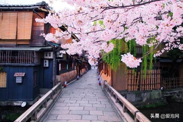 今年1月到5月 来日本看樱花全线攻略!
