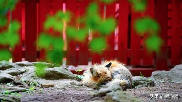 今年1月到5月 来日本看樱花全线攻略!