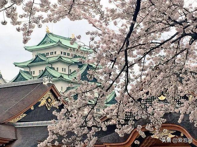 今年1月到5月 来日本看樱花全线攻略!