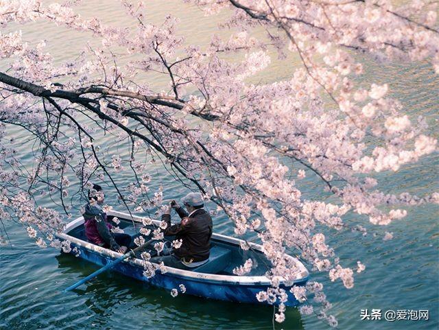 今年1月到5月 来日本看樱花全线攻略!