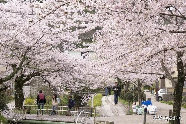 今年1月到5月 来日本看樱花全线攻略!