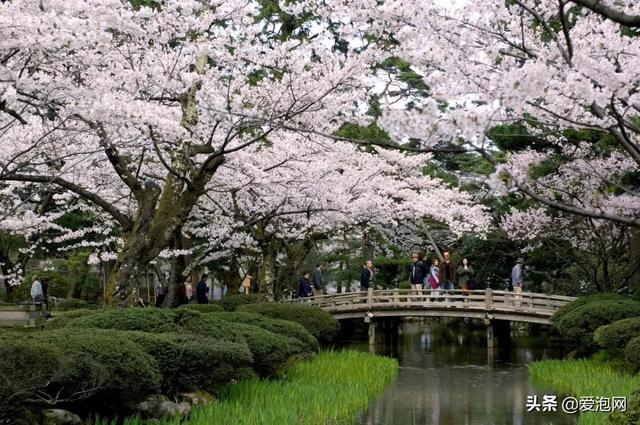 今年1月到5月 来日本看樱花全线攻略!
