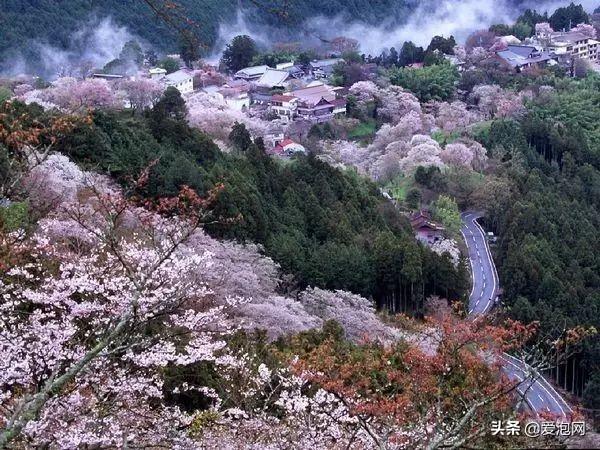 今年1月到5月 来日本看樱花全线攻略!