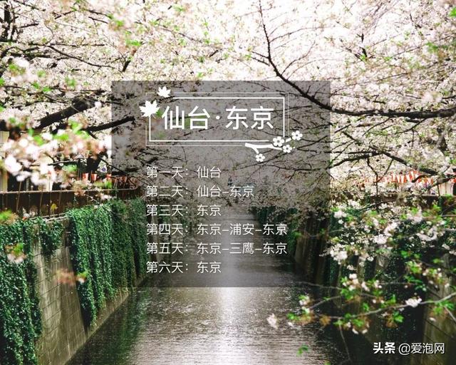 今年1月到5月 来日本看樱花全线攻略!