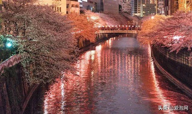 今年1月到5月 来日本看樱花全线攻略!