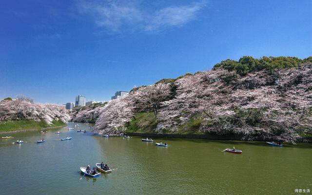 2019日本樱花第一波官方预测新鲜发布,按照它来定行程吧!