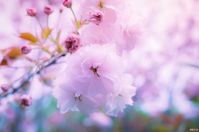 2019日本樱花第一波官方预测新鲜发布,按照它来定行程吧!