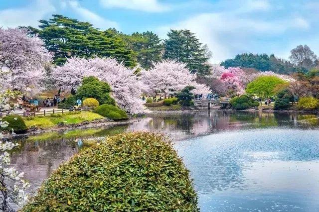 如约在花见︱一年只等这一期,去感受日本的浪漫樱花情怀!