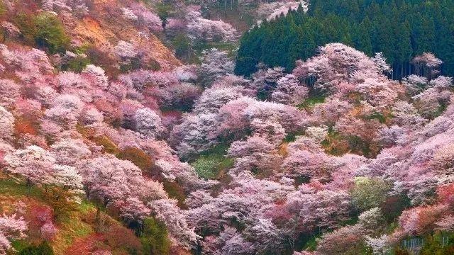 如约在花见︱一年只等这一期,去感受日本的浪漫樱花情怀!