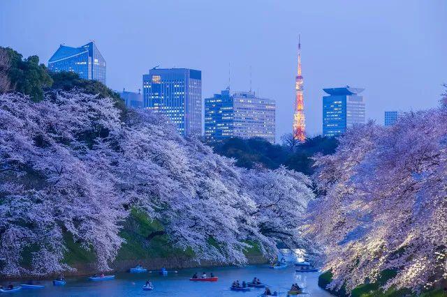 2019日本樱花时间表 | “夜樱”才是最潮的赏樱姿势!