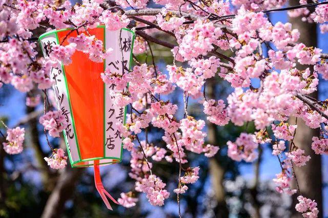 2019日本樱花时间表 | “夜樱”才是最潮的赏樱姿势！