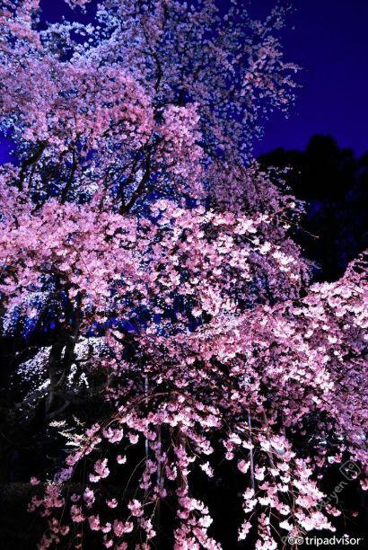 2019日本樱花时间表 | “夜樱”才是最潮的赏樱姿势!