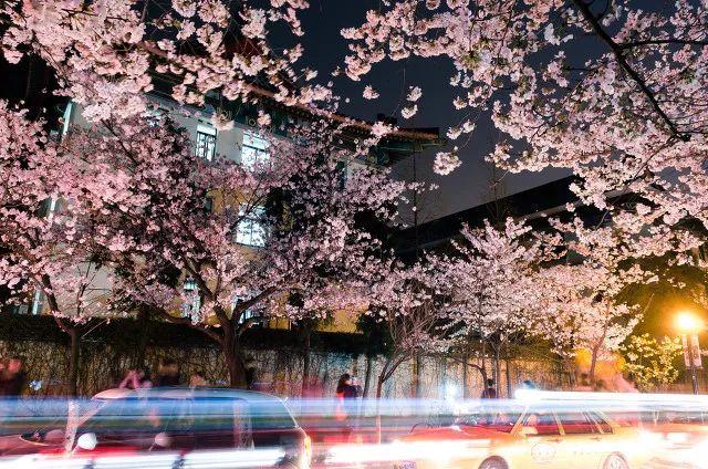 2019日本樱花时间表 | “夜樱”才是最潮的赏樱姿势!