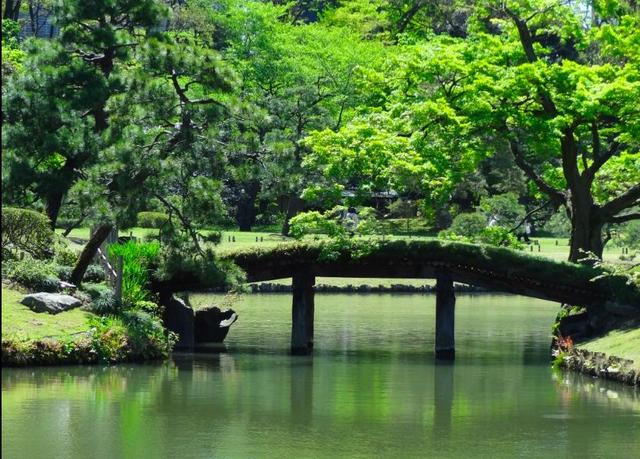 2019日本樱花时间表 | “夜樱”才是最潮的赏樱姿势!
