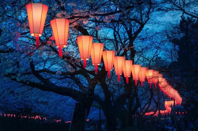 2019日本樱花时间表 | “夜樱”才是最潮的赏樱姿势!