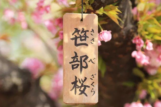 2019日本樱花时间表 | “夜樱”才是最潮的赏樱姿势!