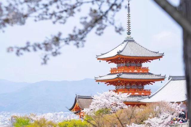 2019日本樱花时间表 | “夜樱”才是最潮的赏樱姿势!