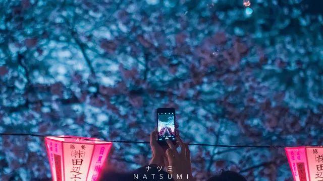 2019日本樱花时间表 | “夜樱”才是最潮的赏樱姿势！