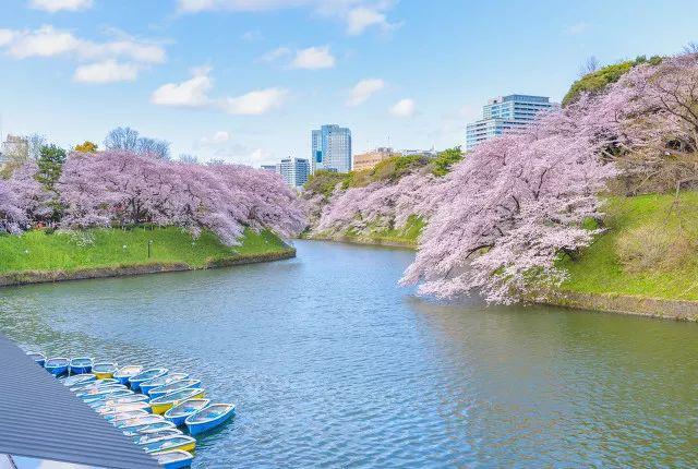 2019日本樱花时间表 | “夜樱”才是最潮的赏樱姿势！