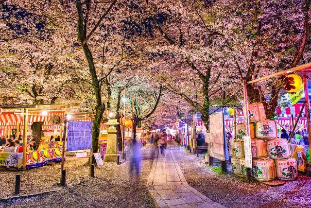 2019日本樱花时间表 | “夜樱”才是最潮的赏樱姿势!