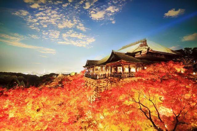 2019日本樱花时间表 | “夜樱”才是最潮的赏樱姿势!