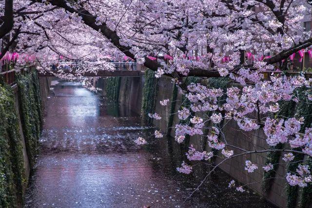 2019日本樱花时间表 | “夜樱”才是最潮的赏樱姿势!