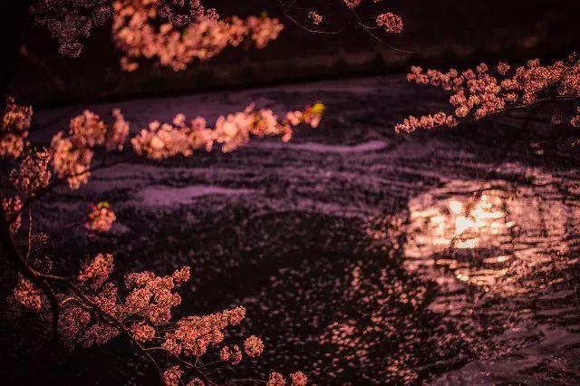2019日本樱花时间表 | “夜樱”才是最潮的赏樱姿势!