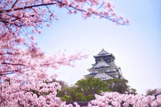 2019日本樱花时间表 | “夜樱”才是最潮的赏樱姿势!