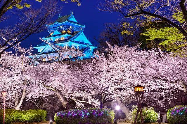 2019日本樱花时间表 | “夜樱”才是最潮的赏樱姿势!