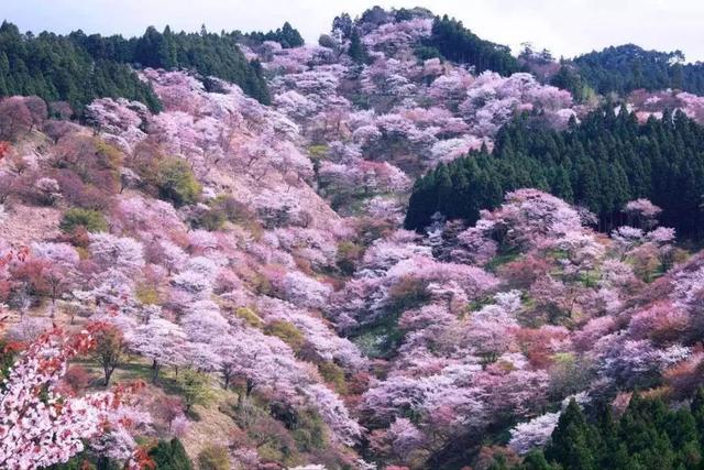 你若全部去过就是神，最全日本名胜赏樱地都在这儿