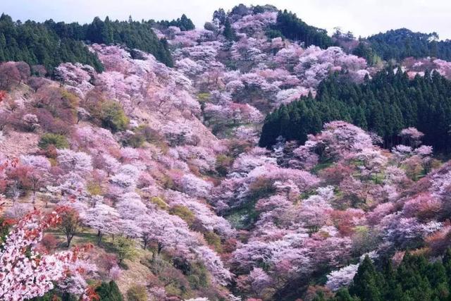 你若全部去过就是神,最全日本名胜赏樱地都在这儿