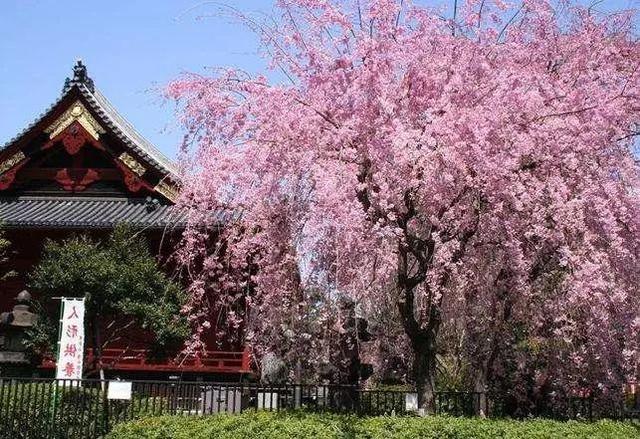 你若全部去过就是神,最全日本名胜赏樱地都在这儿