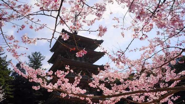 你若全部去过就是神,最全日本名胜赏樱地都在这儿